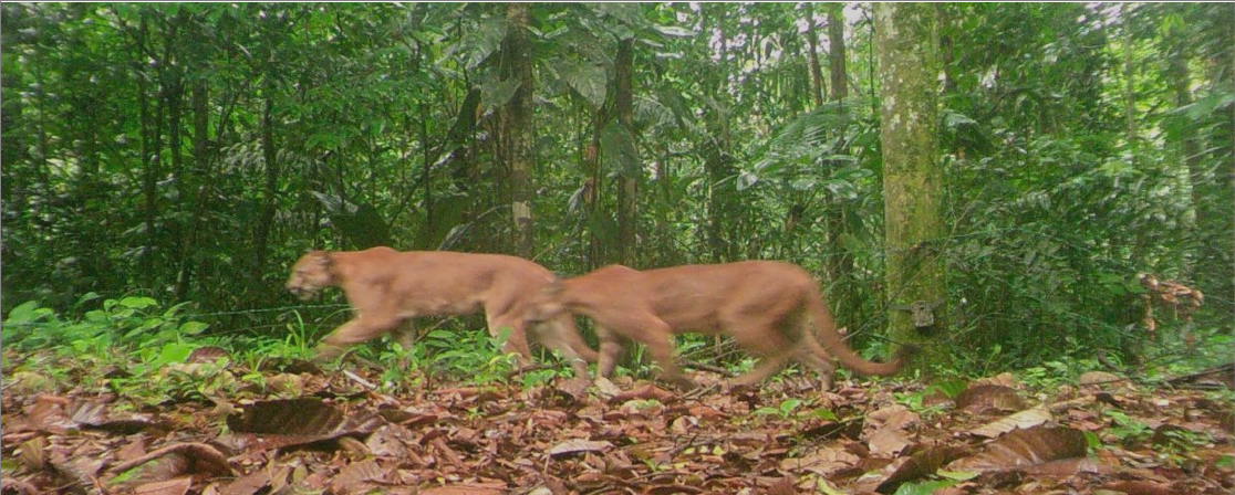 Pioneering the first generation forest in Central America to fight climate change and preserve biodiversity