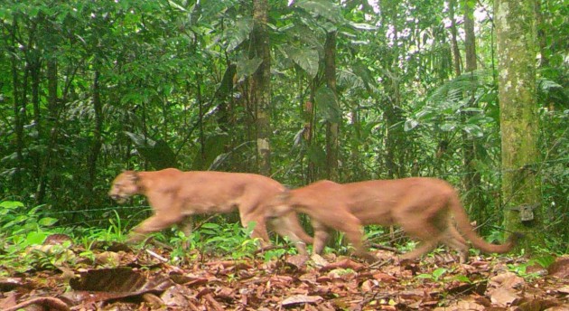 Our pioneer generation forest: Biodiversity in the making